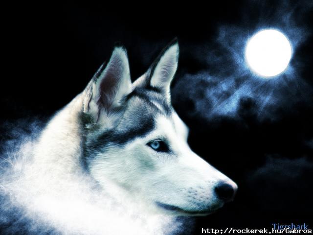 -Wolves-wolves-10291435-1024-768