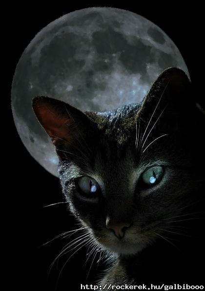 black-cat-moon