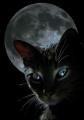 black-cat-moon