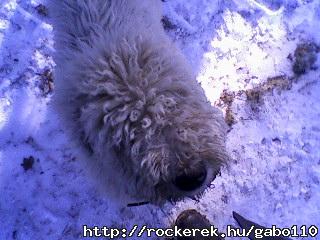 a kutym  /komondor/