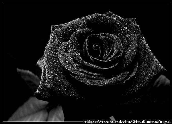 Black Rose 1