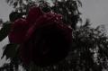 gloomy rose 