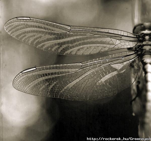 dragonfly_by_panpropanbutan