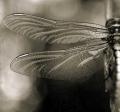 dragonfly_by_panpropanbutan