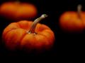 happy-halloween-pumpkin-image-31002