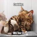 funny-pictures-cats-have-cuddles-to