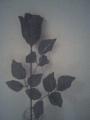 My black rose