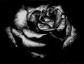 black_rose_by_ghozt159