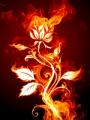 Fire_Flower