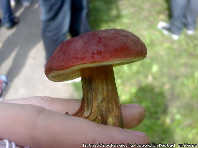 waahh.mushroom.