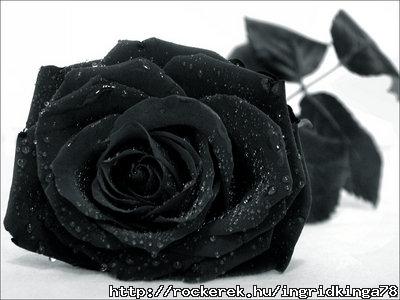 blackrose