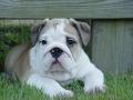 English-Bulldog-Puppy-For-Sale