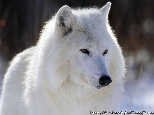 Arctic Wolf, Canada