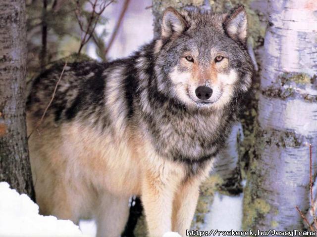 Wolf (2)