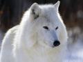 Arctic Wolf, Canada