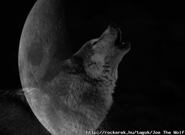 Wolf---Moon