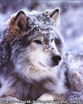 wolf in snowfall