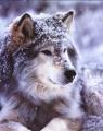 wolf in snowfall