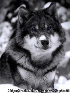 blue_eyed_wolf