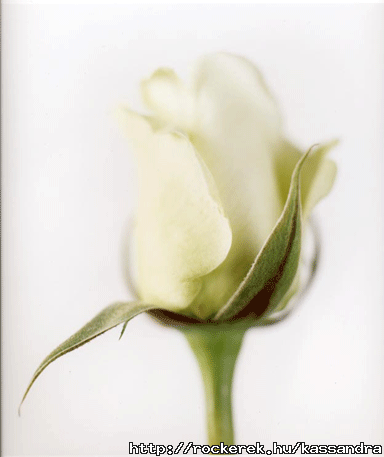 franke_white_rose_on_white_