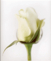 franke_white_rose_on_white_