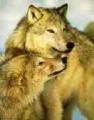 A legmagnyosabb farkasnak is kell egy trs:)