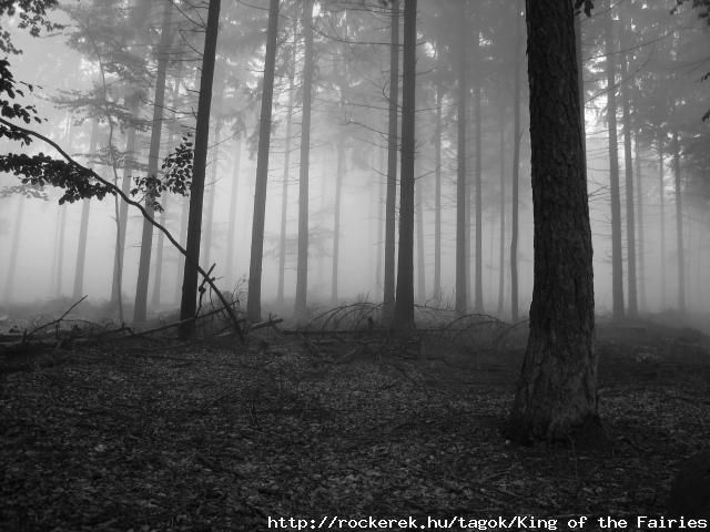 Darkmist Forest