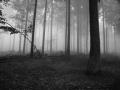 Darkmist Forest