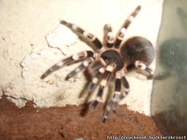 Pkom  /Ac.Geniculata/