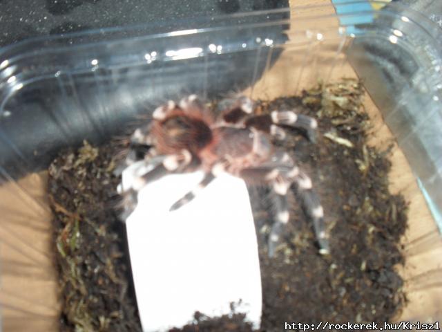 Kis Ac. Geniculata