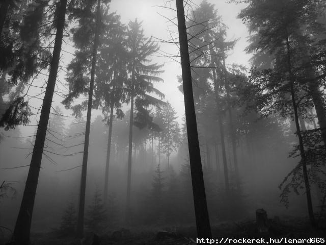 foggy_forest_2_2592-865153
