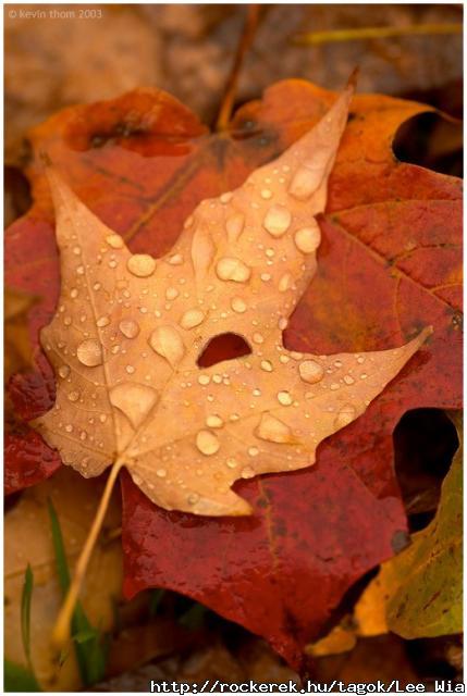 melancholy_autumn
