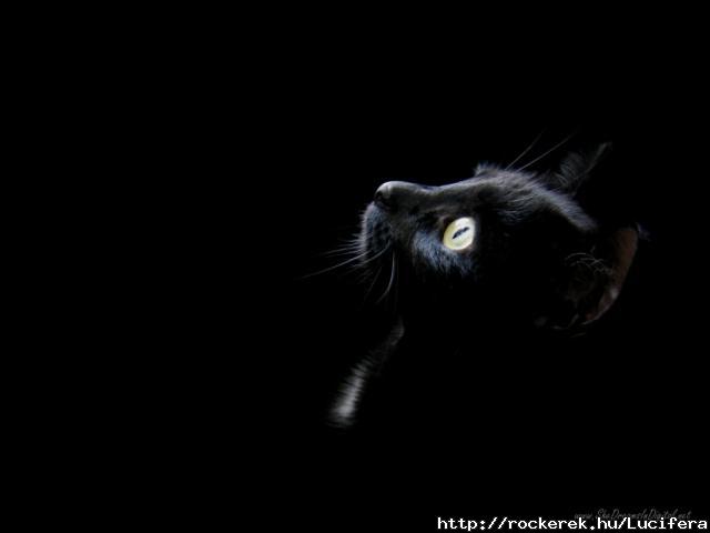 black_wallpaper_cat_head_1024x768