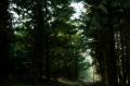 forest_sanctuary_by_sahk99-d38b8k8