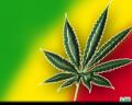 3dope_hanf_marihuana_cannabis_gras_haschisch_-_Wallpaper_1600x1200