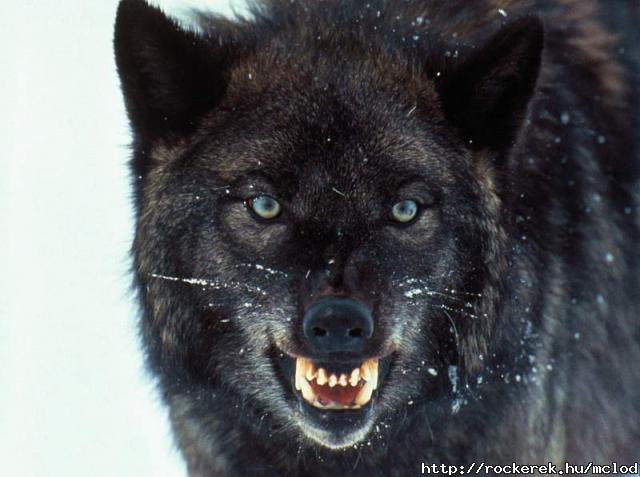 Black Wolf 05
