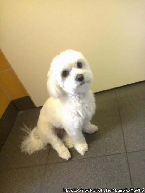 2012.10.01. Daisy (1)