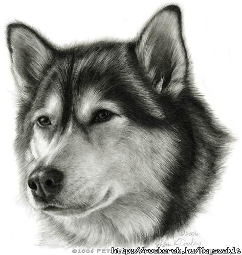 malamute_cp