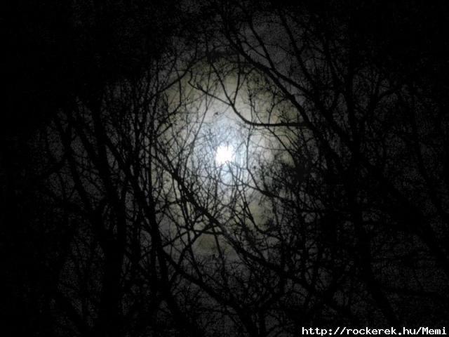 darkness-forest-night-image-31000