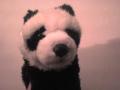 Buksi, a party panda