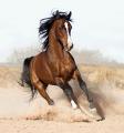 arabian-horse8
