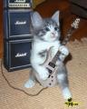 cica gitár