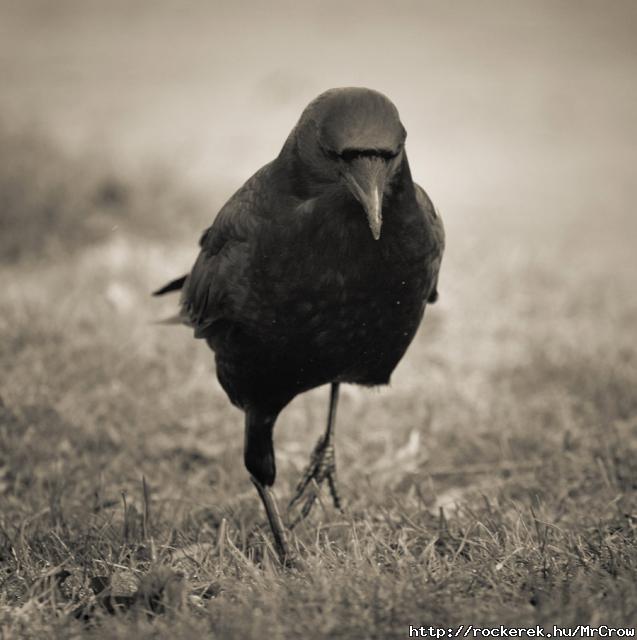 Mr.Crow