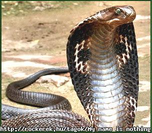 king-cobra-india