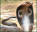 king-cobra-india