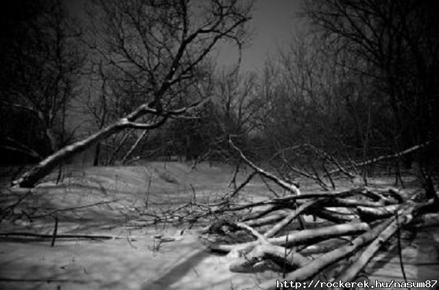 20080314212106_winter-forest-night