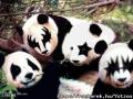 kiss panda 4ever:)