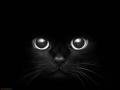 Cat-eyes-black-eyes-1
