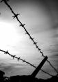 barbed_wire_fence-575x450