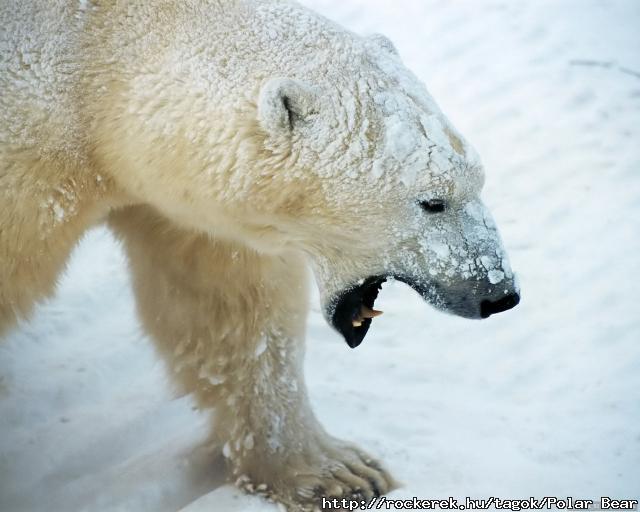 Polar Bear:)